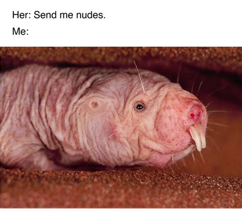 naked mole rat meme|Send naked mole rat memes instead of nude photos, child